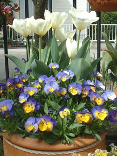 チューリップとパンジー モルフォの寄せ植え