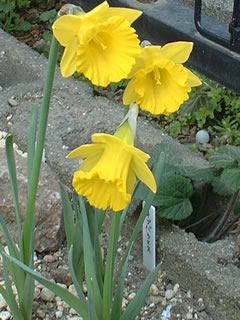 ミニラッパスイセン　オブバラリス