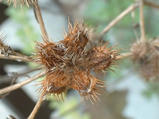 オルレイヤ・グランディフローラの種子