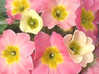 プリムラ ジュリアン チェリーパレット