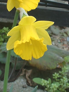 ミニラッパスイセン　オブバラリス