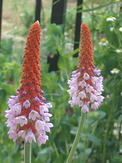 プリムラ ビアリー（穂咲き桜草）