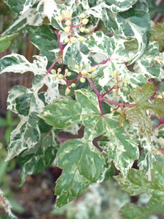 斑入りノブドウ