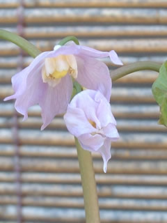 トガクシショウマ（戸隠升麻）