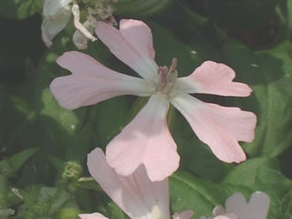 シレネ ペンジュラ ピーチブロッサム