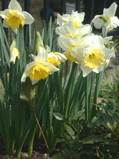 スイセン（水仙）