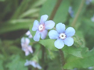 ヤマルリソウ（山瑠璃草）