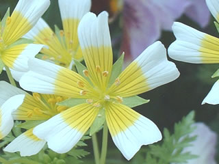 リムナンテス（メドウフォーム）