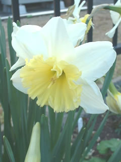 スイセン（水仙）