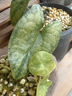 ヒメカンアオイとクワイバカンアオイの葉