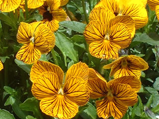 ビオラ エンジェルタイガーアイ