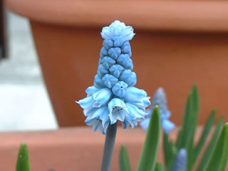 ムスカリ アズレウム