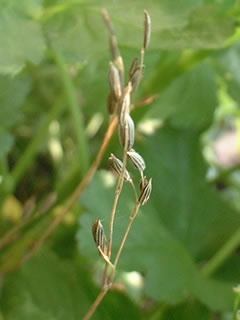 三つ葉（ミツバ、ミツバゼリ）