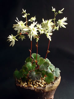 大文字草 「萌」