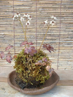 セリバオウレンの苔玉