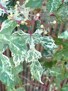 斑入りノブドウ