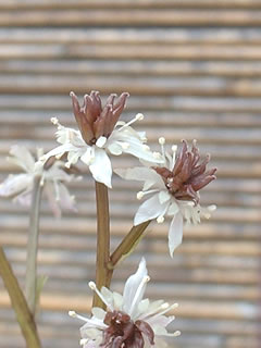 セリバオウレン（芹葉黄蓮）