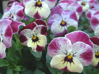 ビオラ バレンタイン