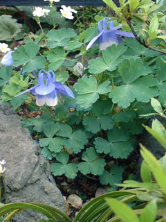 ミヤマオダマキ（深山苧環）