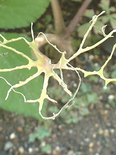 虫に食われたワサビの葉