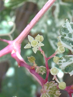 斑入りノブドウの花