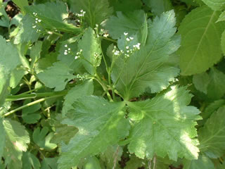 三つ葉（ミツバ、ミツバゼリ）