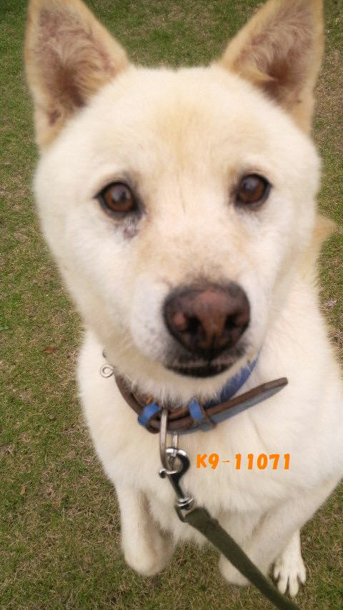 ８月譲渡予定犬白11071