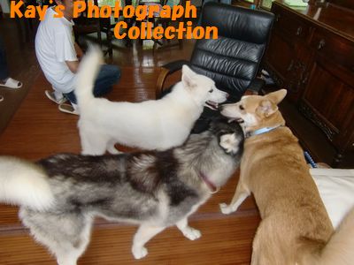 圧倒されるハピ１