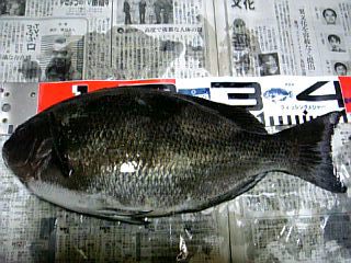 ０７０４２９米水津口太４０ｃｍ.jpg