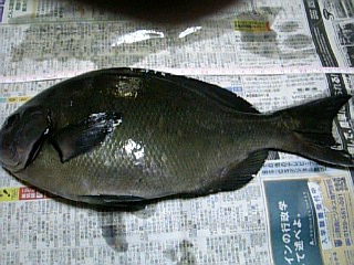 ０７０１１４鶴見大島にて尾長３５ｃｍ.jpg