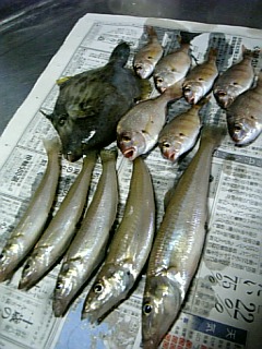 ○の浦の釣果20060801.jpg