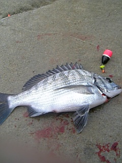 飛島磯釣行での初のメイタ３２ｃｍ.jpg