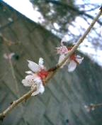 冬桜　3.jpg
