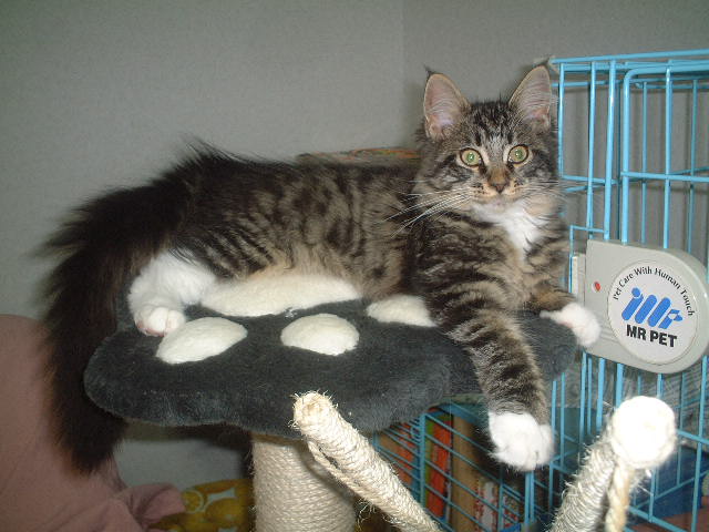 芸能人とメインクーン I Love Maine Coon 楽天ブログ