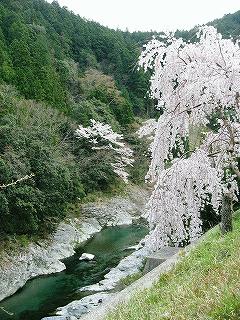 枝垂れ桜