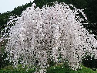 枝垂れ桜