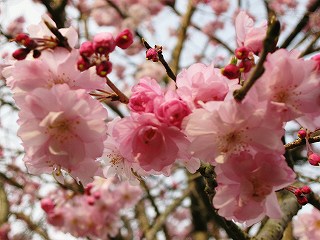 枝垂れ桜