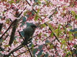 花鳥風月