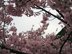 桜の輪