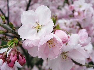 桜