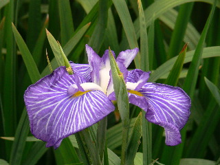 菖蒲001134