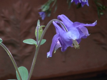 2007 5 5 オダマキ紫の開花.jpg