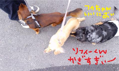 サンタ&ソフィー&フルラ