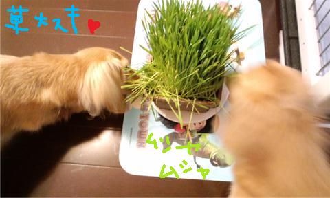 草大好き