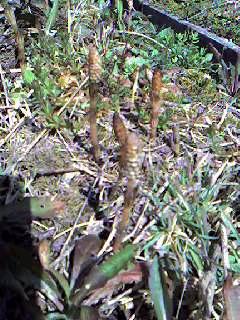 土筆（つくし）