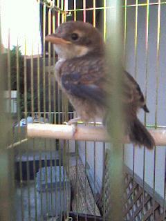 百舌鳥（もず）