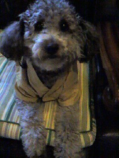 ムクです。５回目の正月です。