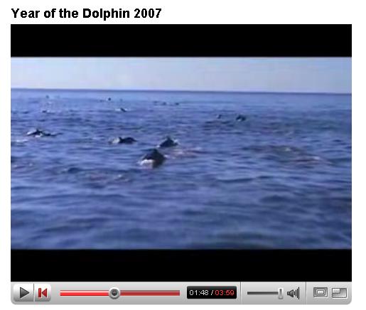 dolphins of bali 2007.JPG