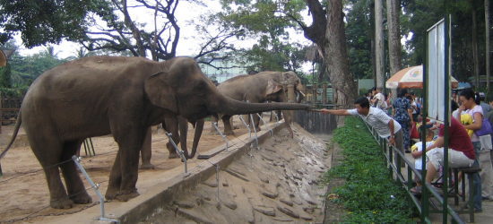 象と綱引き ほのぼの動物園にて ベトナム チャイ屋茶窓 地球旅行記 楽天ブログ