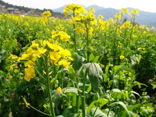 大原菜の花